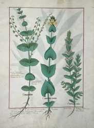 Chamaedrys, Common Centaury and Germander, Illustration from The Book of Simple Medicines, by Mattheaus Platearius (d.c.1161) c.1470